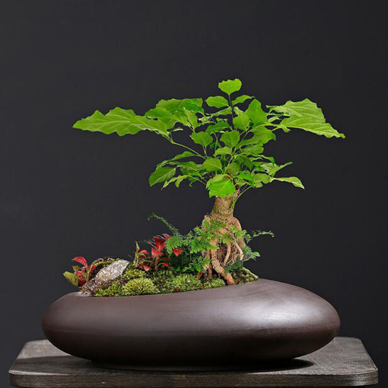 Ретро-горшок для растений из ф – обзор и цена Tagine Clay Pot